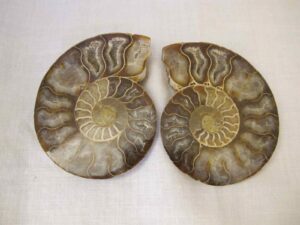 Fossil Nautilus (Pompilius) shell